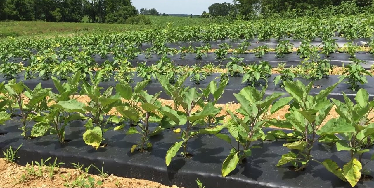 Compostable mulch film — cornstarch-based agricultural film that suppresses weeds, retains soil moisture, and biodegrades naturally after crop cycles.